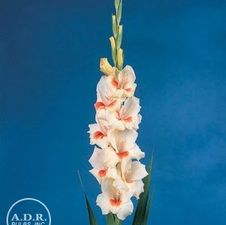 Gladiolus Unit 176- collection Large Flowering