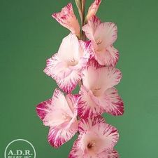Gladiolus Unit 177- collection Large Flowering