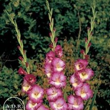 Gladiolus Unit 178- collection Large Flowering