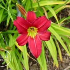 Daylily compact rebloomer 'Little Business'