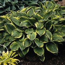 Hosta fortunei Aureo Marginata