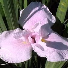 Japanese Iris Pink Lady