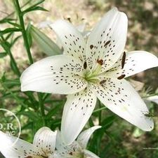 Lily Unit 201- collection Tiger