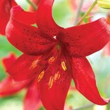 Lily Unit 202- collection Asiatic