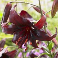 Lily Unit 203- collection Asiatic