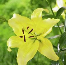 Lily Unit 204- collection Asiatic