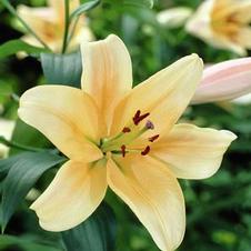 Lily Unit 213- collection Asiatic