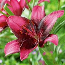Lily Unit 205- collection Oriental