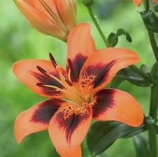 Lily Unit 206- collection Oriental