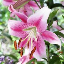 Lily Unit 207- collection Oriental