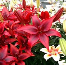 Lily Asiatic 'Black Out'