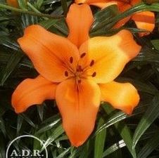 Lily Asiatic 'Brunello'
