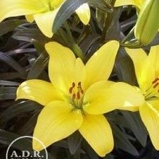 Lily Asiatic 'Gironde'