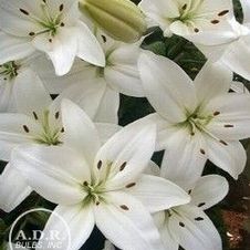 Lily Asiatic 'Navona'