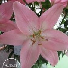 Lily Asiatic 'Renoir'