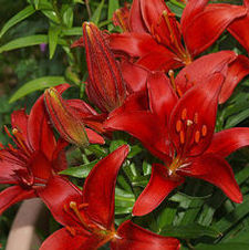 Lily Asiatic 'Black Bird'
