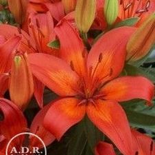 Lily Asiatic 'Matrix'
