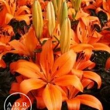 Lily Asiatic 'Matrix Orange'