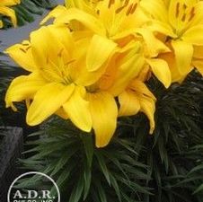 Lily Asiatic 'Yellow Baby'