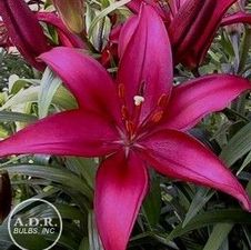 Lily Asiatic 'Elgrado'
