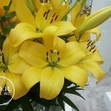 Lily Asi-Florum 'Serrada'