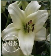 Lily LA Hybrid 'Ercolano'