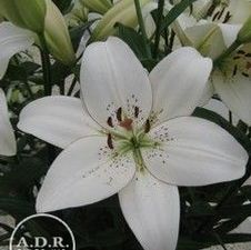 Lily LA Hybrid 'Eyeliner'