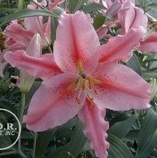 Lily Oriental 'Acapulco'