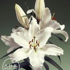 Lily Oriental 'Constanta'