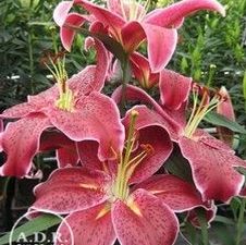 Lily Oriental 'Deep Impact'