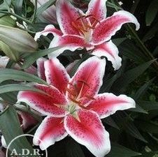 Lily Oriental 'Starfighter'