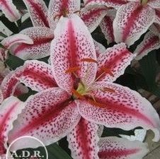 Lily Oriental 'Tiger Woods'