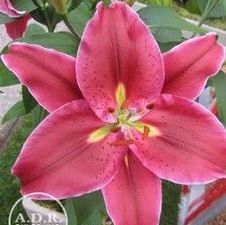 Lily Oriental 'Love Story'