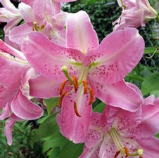 Lily Oriental 'Farolito'