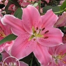 Lily Oriental 'Sorbonne'