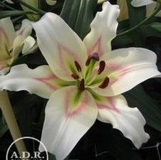 Lily OT Hybrid 'Bon Bini'