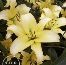 Lily OT Hybrid 'Yelloween'