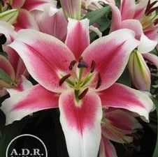 Lily OT Hybrid 'Candy Club'