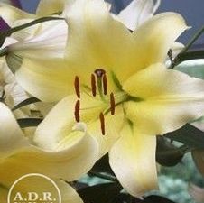 Lily OT Hybrid 'Conca d'Or'