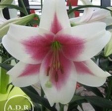 Lily LO Hybrid 'Triumphator'