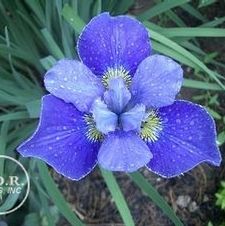 Siberian Iris Silver Edge