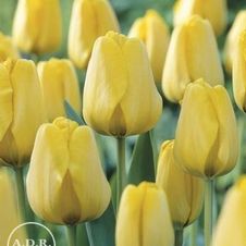 Tulip darwin hybrid 'Golden Apeldoorn'