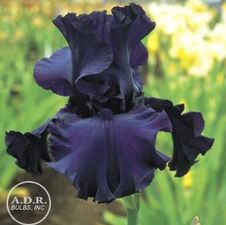 Bearded Iris germanica Dusky Challenger