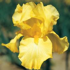 Bearded Iris germanica Harvest Memories