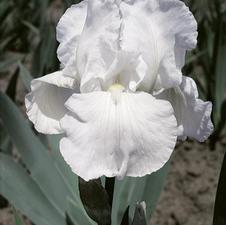 Bearded Iris germanica Immortality