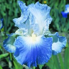 Bearded Iris germanica Clarence