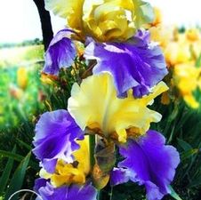 Bearded Iris germanica Edith Wolford