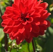 Dahlia bedding 'Heat Wave'