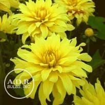 Dahlia bedding 'Munchen'