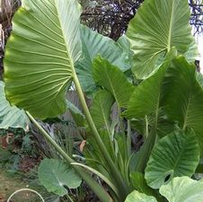 Elephant Ear Upright Portadora (Green Upright)